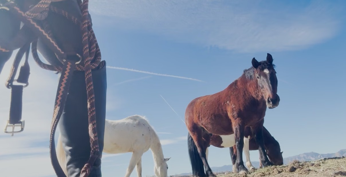 Low-angle outdoor photograph of several horses standing and grazing in a sunlit field beneath a blue sky. In the foreground, a saddle and reins hang from the left side of the frame. A brown horse stands prominently in the center, facing the camera, while a white horse and another darker horse graze nearby. Mountains are visible in the distance, and thin white contrails stretch across the sky, creating a peaceful rural landscape.